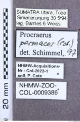 Etikett zu Melanoxanthus hergovitsi (Schimmel, 2004)